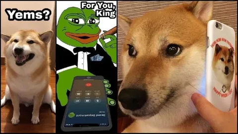 Yems For You King Shiba