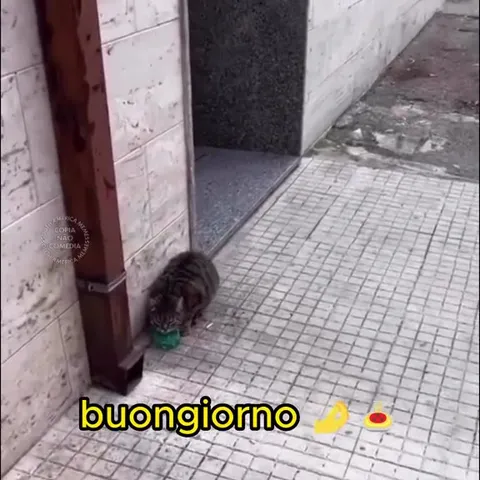 Buongiorno, gatto italiano