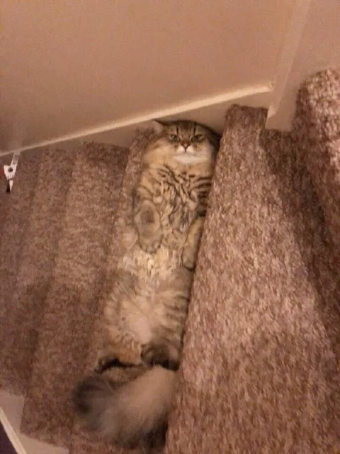 Кот застрял на лестнице