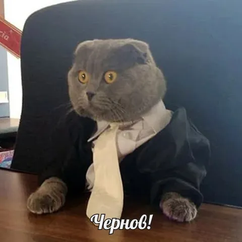 Кот Чернов за рабочим столом
