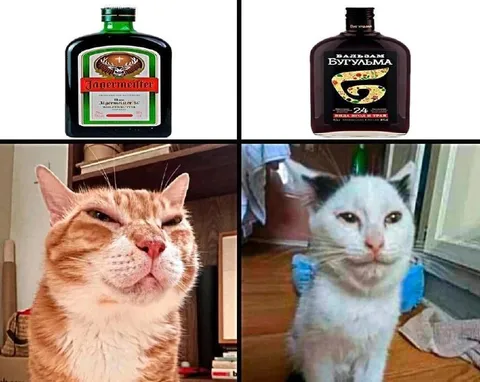 Кот после Егермейстера и Бугульмы