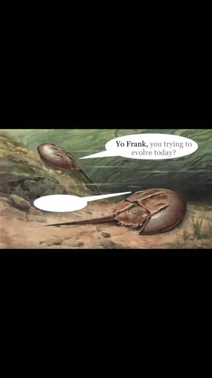 Gods Perfect Creation Horseshoe Crab