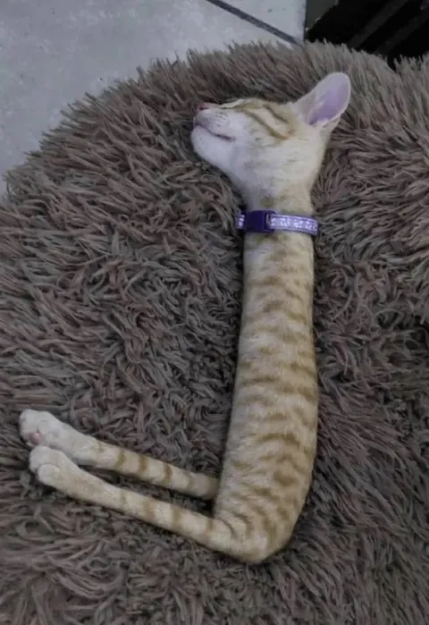 Очень длинный спящий кот