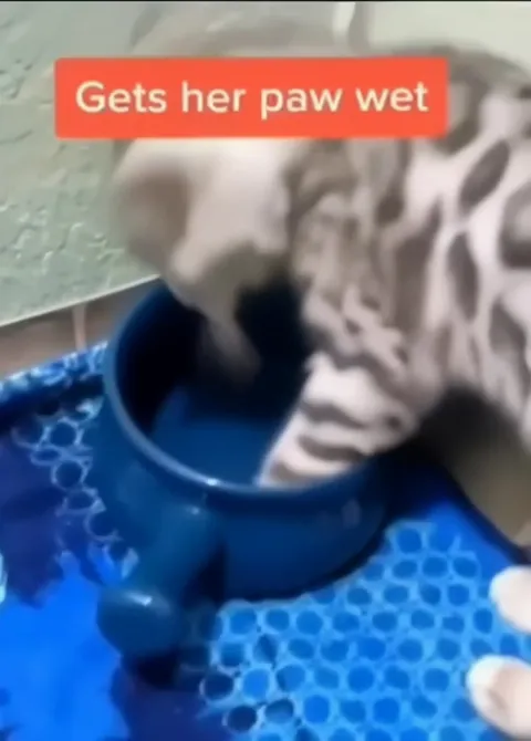 Cat Yells at the Water
