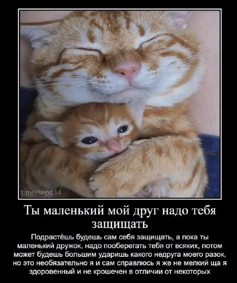Большой кот защищает маленького друга