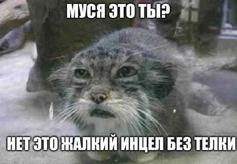 Жалкий минцел без телки