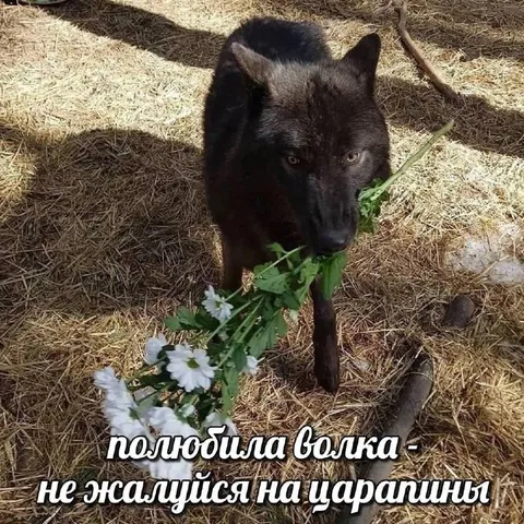 Полюбила волка — не жалуйся