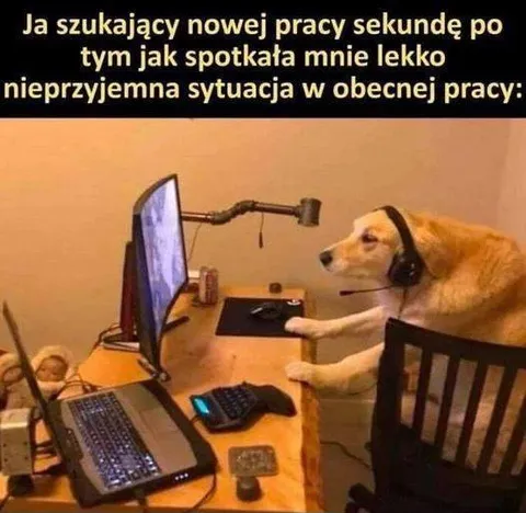 Pies szuka nowej pracy