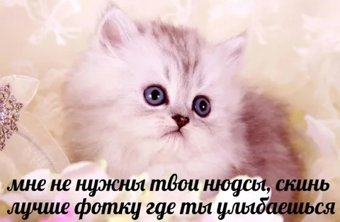 Котёнок просит фото с улыбкой