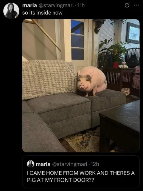 Pig Inside the House