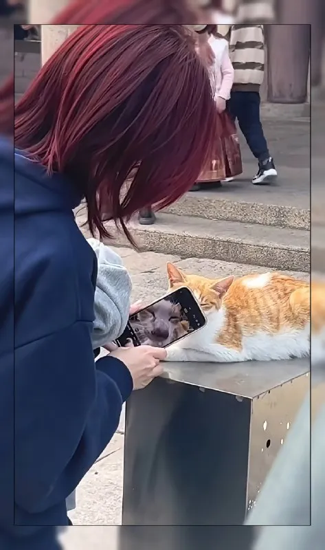 Кот смотрит видео с котом