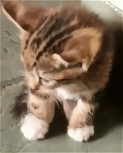 Котята нашли друг друга