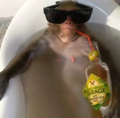 Monkey in a Bathtub with Garage