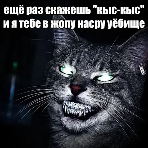 Злой кот говорит кис-кис
