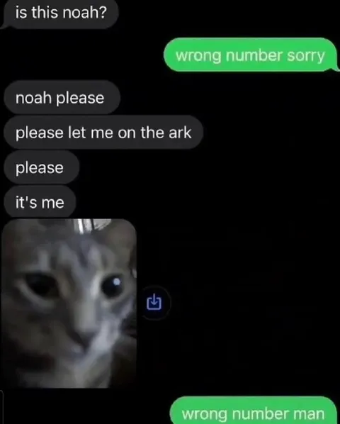 Wrong Number Noah Cat