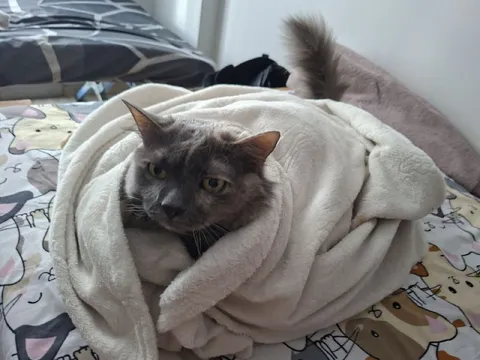 Кот, завернувшийся в одеяло