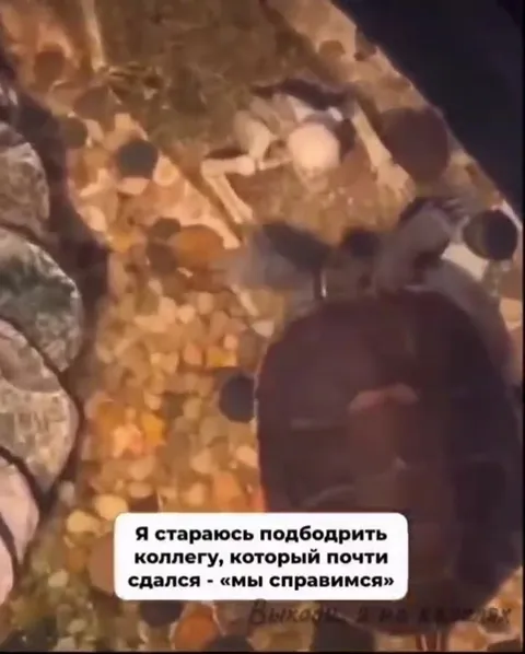 Коллега, который почти сдался