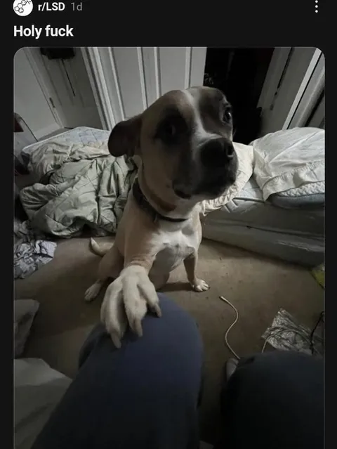 Holy Fuck Dog Reaction