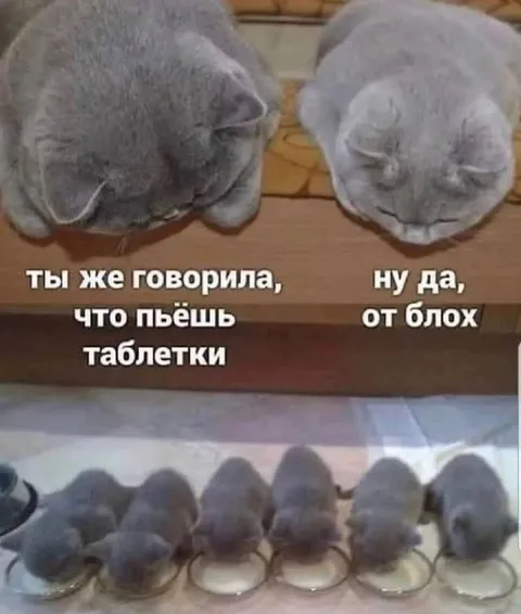 Таблетки от блох