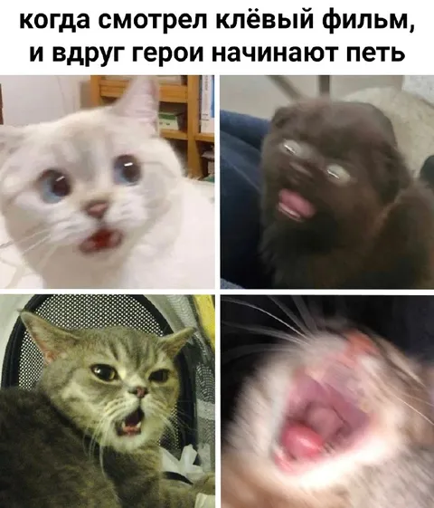 Коты внезапно начинают петь