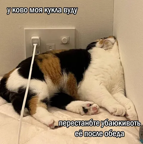 Кошка после обеда отдыхает