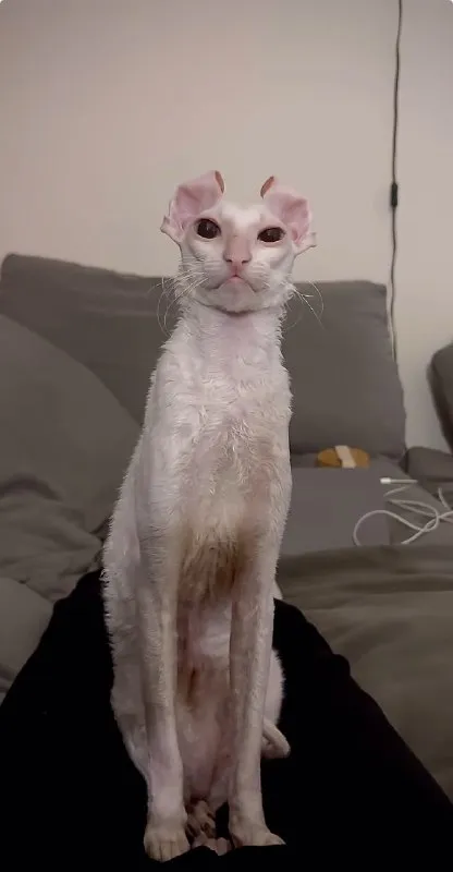 Очень серьёзный лысый кот