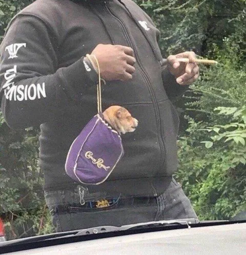 Tiny Dog in a Pouch