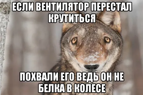 Волк не белка в колесе
