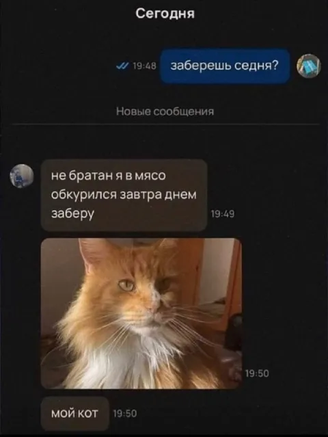 Мой кот заберёт завтра