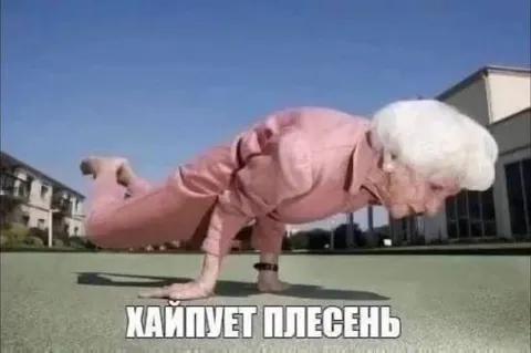 Хайпнет плесень