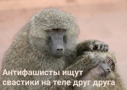 Антифашисты ищут свастики