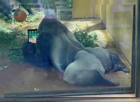 Hippo Flopped at the Zoo