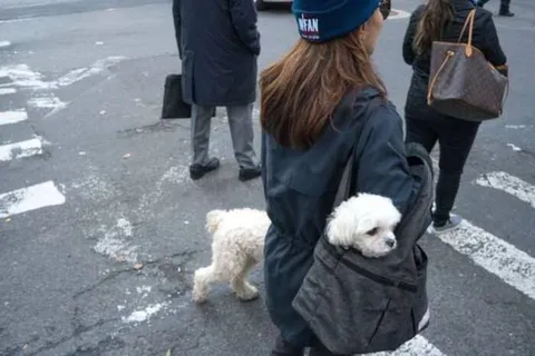Собака в сумке на прогулке