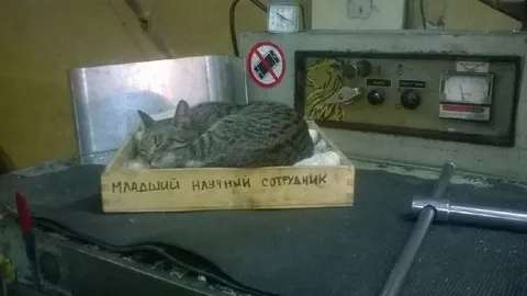 Младший научный сотрудник-кот