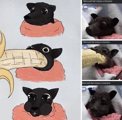 Bat Enjoys a Banana