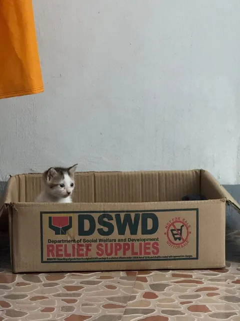 Kitten in Relief Supplies Box