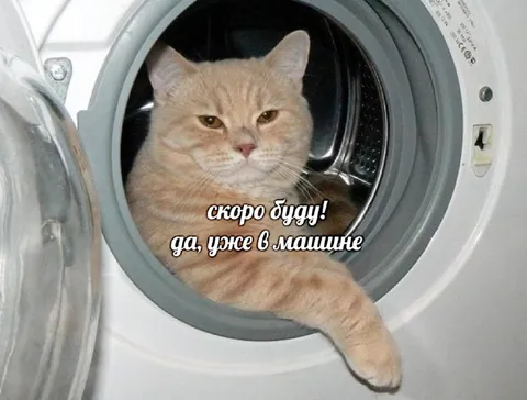 Кот уже в машине