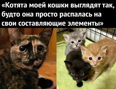 Котята распались на составляющие