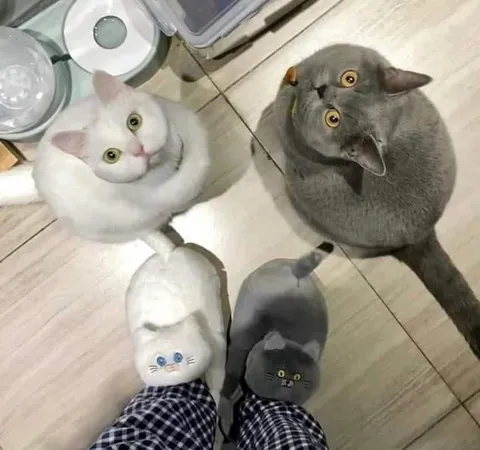 Коты смотрят на хозяина