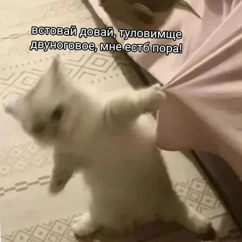 Кот будит двуногого