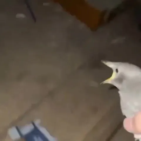 Птица орёт на руках
