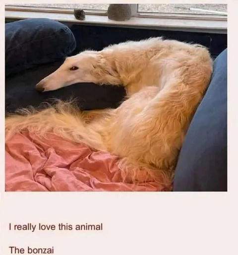 I Really Love This Animal