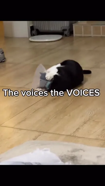 Cat Attacks the Voices