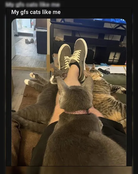 My Girlfriend's Cats Like Me