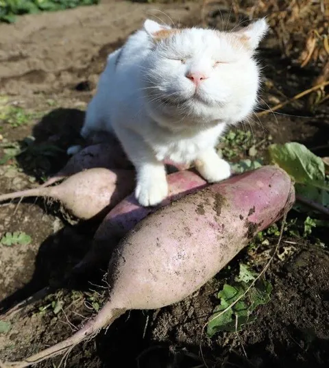 Кот на батате