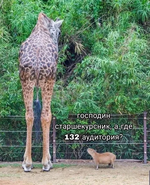 Старшекурсник, а где 132 аудитория?