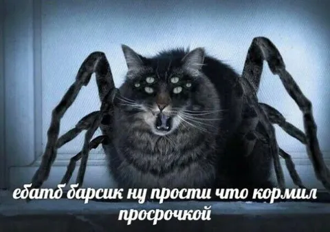 Барсик стал пауком