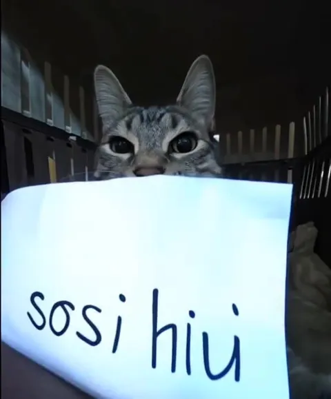 Кот просит о помощи