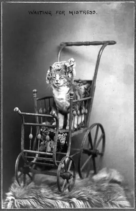 Cat Waiting for Mistress