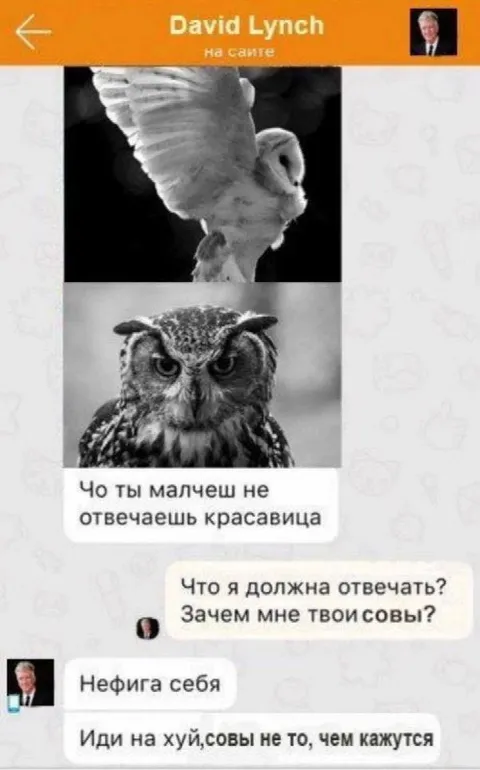 Совы не то, чем кажутся